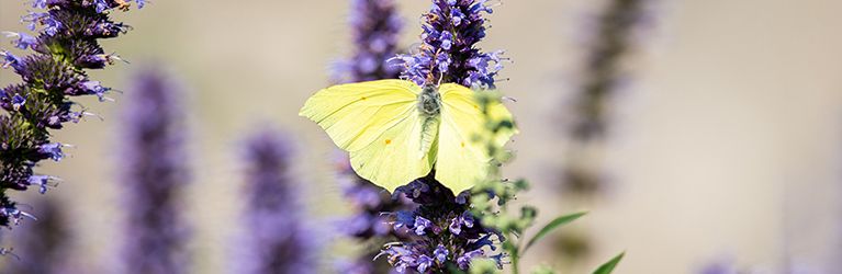 How to create a butterfly garden?
