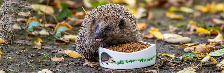 Wat eten egels? Een kijkje in het dieet van deze stekelige tuinvrienden!