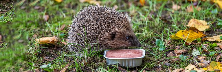 Veilig voedsel voor egels