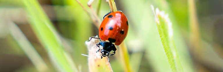 Het belang van lieveheersbeestjes voor de biodiversiteit