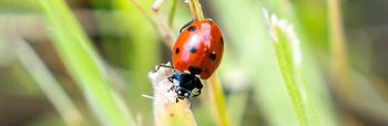 Het belang van lieveheersbeestjes voor de biodiversiteit