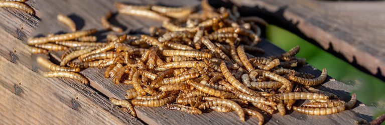 Welke vogels eten meelwormen?