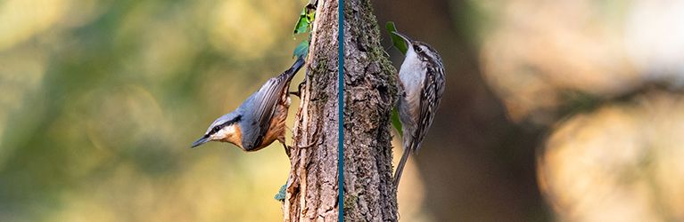 Het verschil tussen een boomklever en een boomkruiper