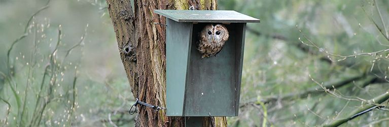 How to attract owls to your garden