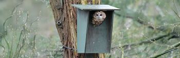 How to attract owls to your garden