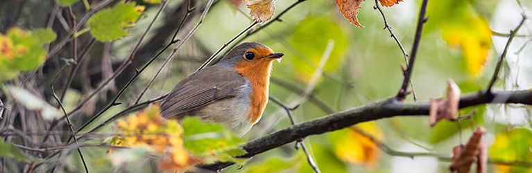 De beste tuinplanten voor vogels: natuurlijke diversiteit voor gevederde bezoekers