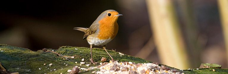 Welke kleine vogel zit in jouw tuin?