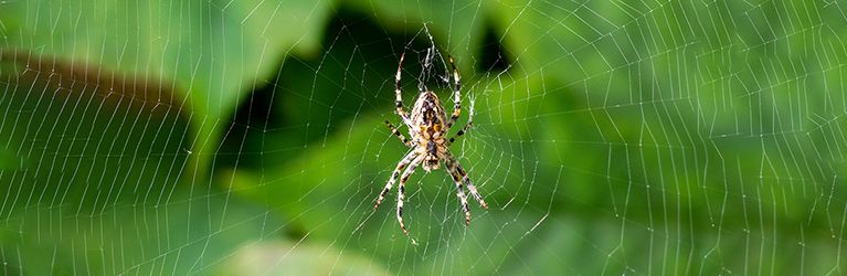 September spinnenmaand?