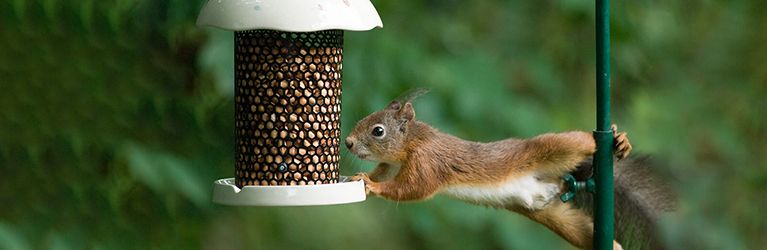 Hoe voorkom je dat eekhoorns vogelvoer opeten?