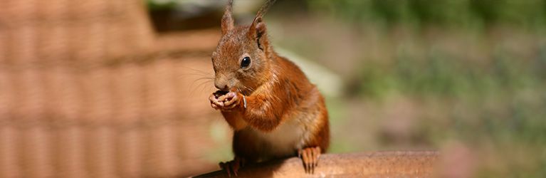 Wat eten eekhoorns? Een gids voor hun voedingspatroon