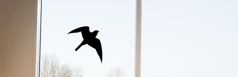 Hoe voorkom je dat vogels tegen je ramen vliegen?