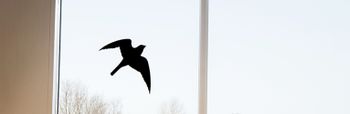 Hoe voorkom je dat vogels tegen je ramen vliegen?