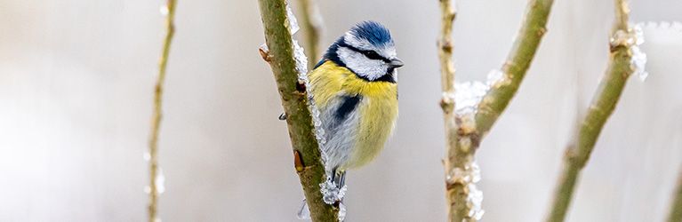 Que donner à manger aux oiseaux en hiver ?