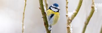 Wat eten vogels in de winter?