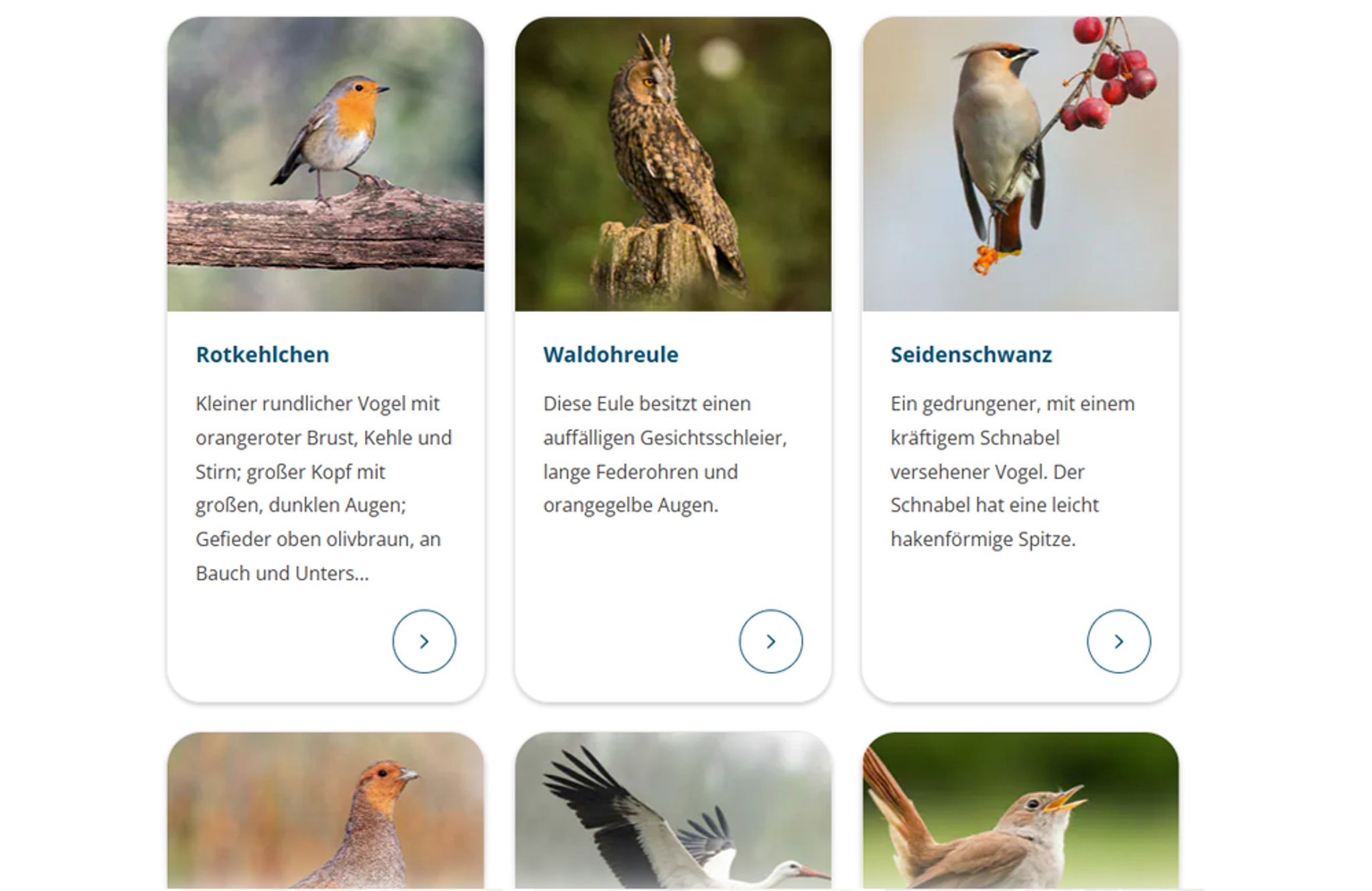 Screenshot vom Vogel-Lexikon auf Vivara &ndash; Verschiedene Gartenvogelarten werden vorgestellt