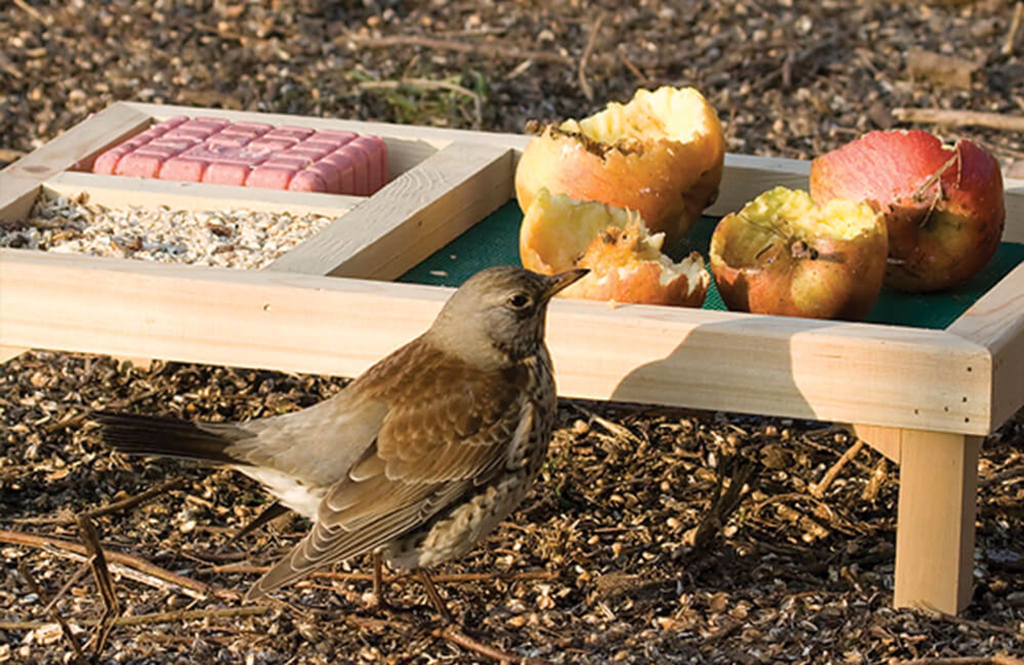 Een vogel die een vogelvoedertafel bezoekt waar verse appelschijfjes op liggen.