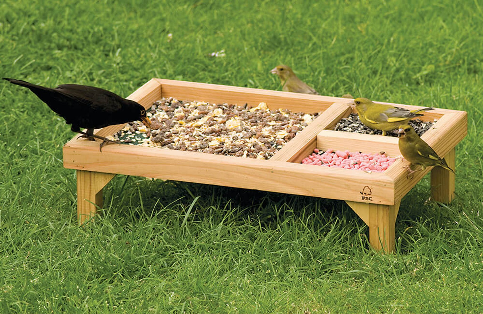 Verschillende vogeltjes op een voedertafel.