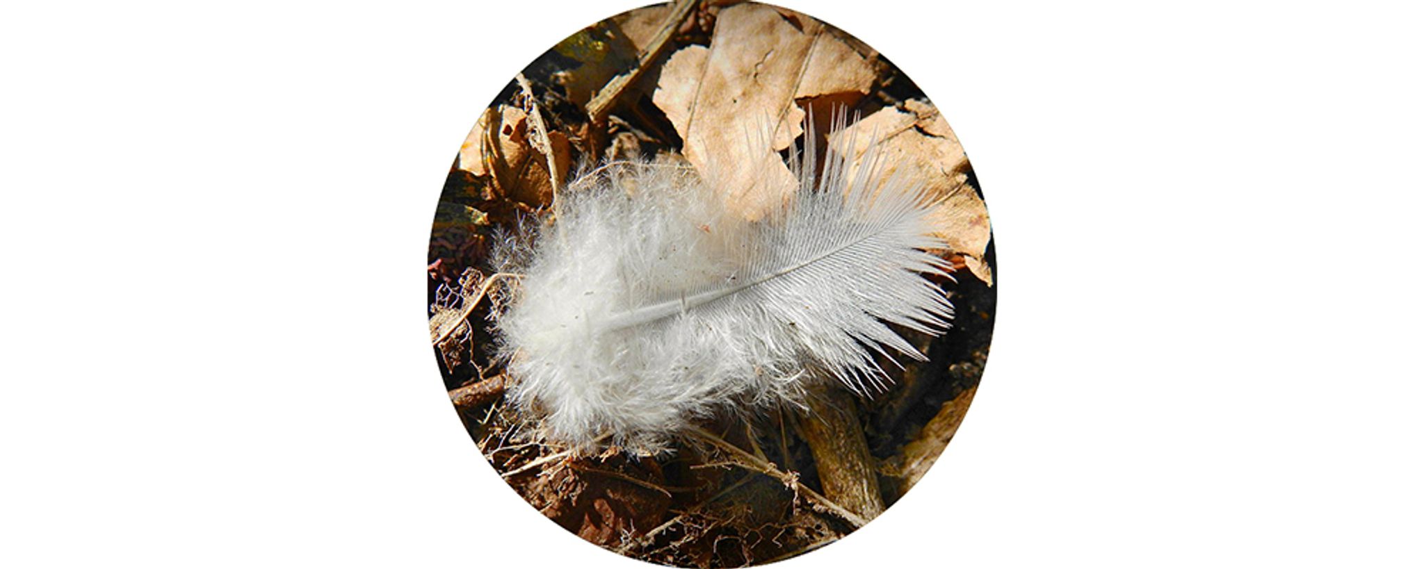 A feather on a forest floor.