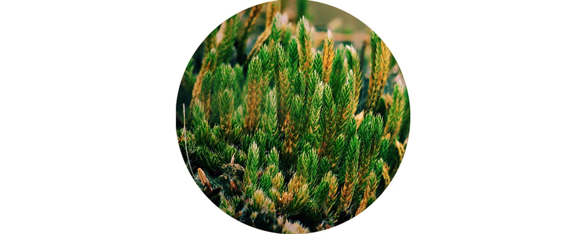 Moss