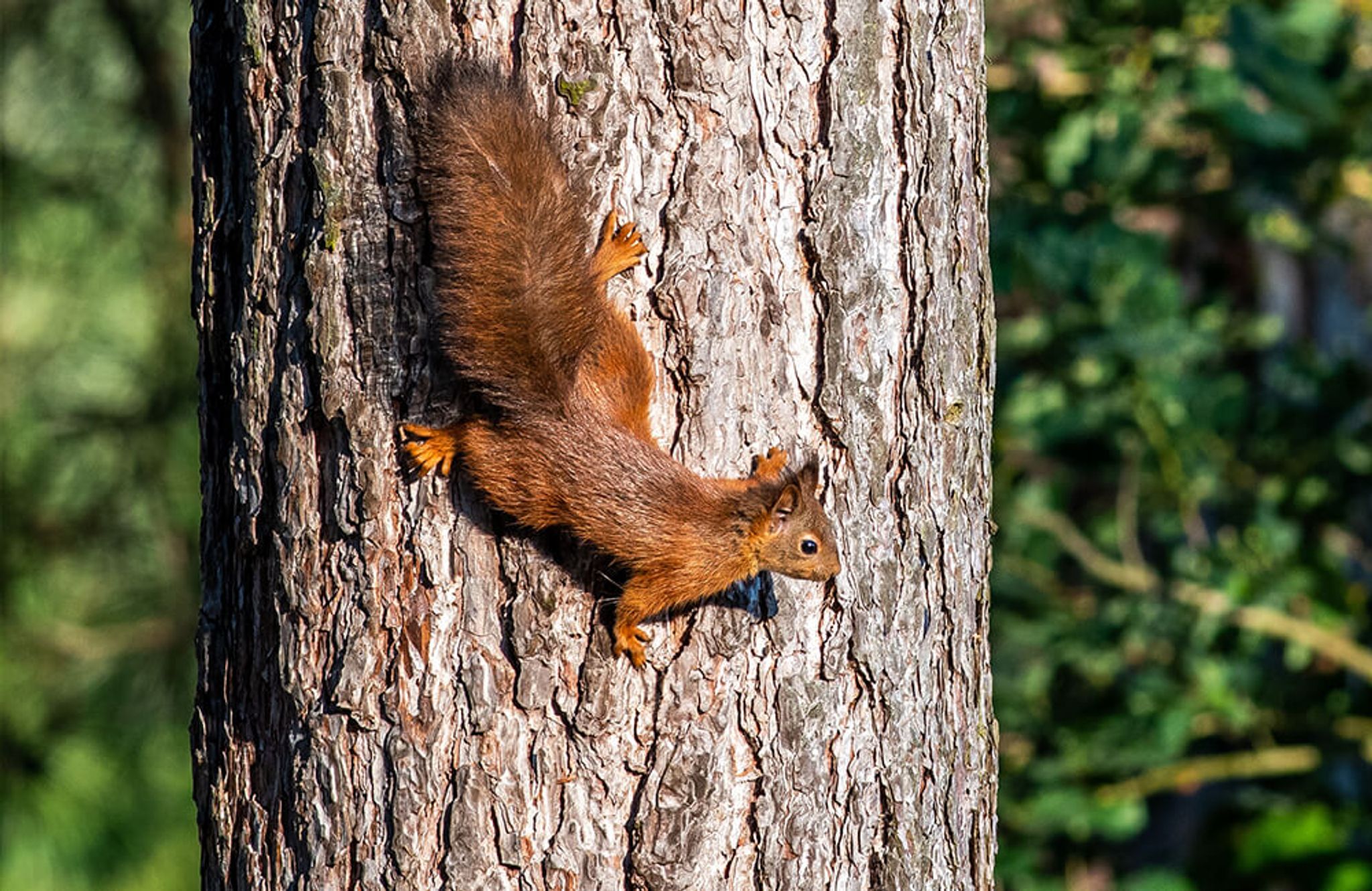 Un écureuil grimpant sur un arbre en position horizontale