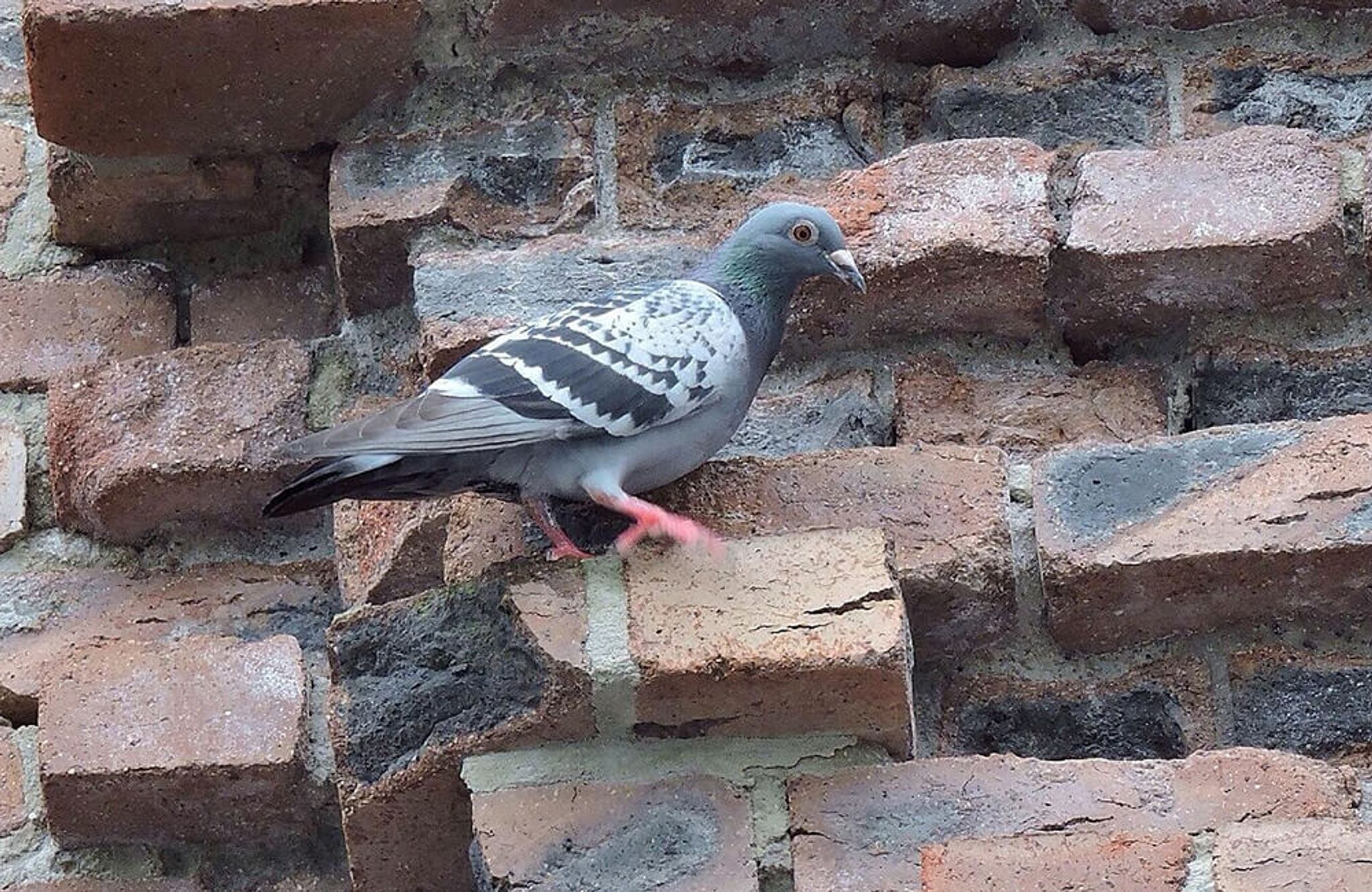 Eine Stadttaube (Columba livia domestica) klettert auf Ziegelsteinen an einer Hauswand.