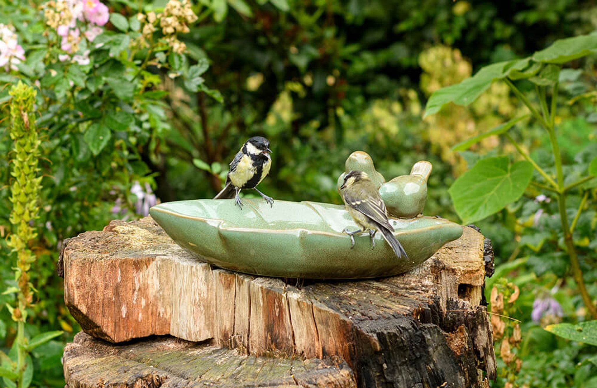 Twee koolmezen bezoeken een waterbak, omringd door weelderige plantengroei.