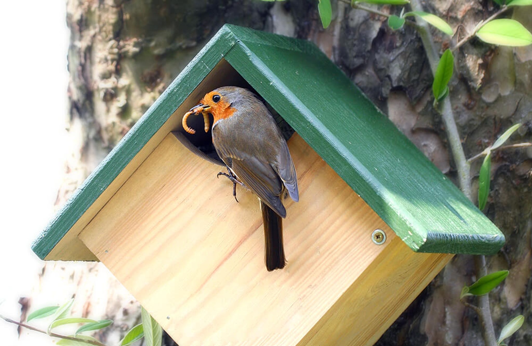 Ein Rotkehlchen bringt einen frischen Wurm in einen Vogelkasten, um die Küken zu füttern