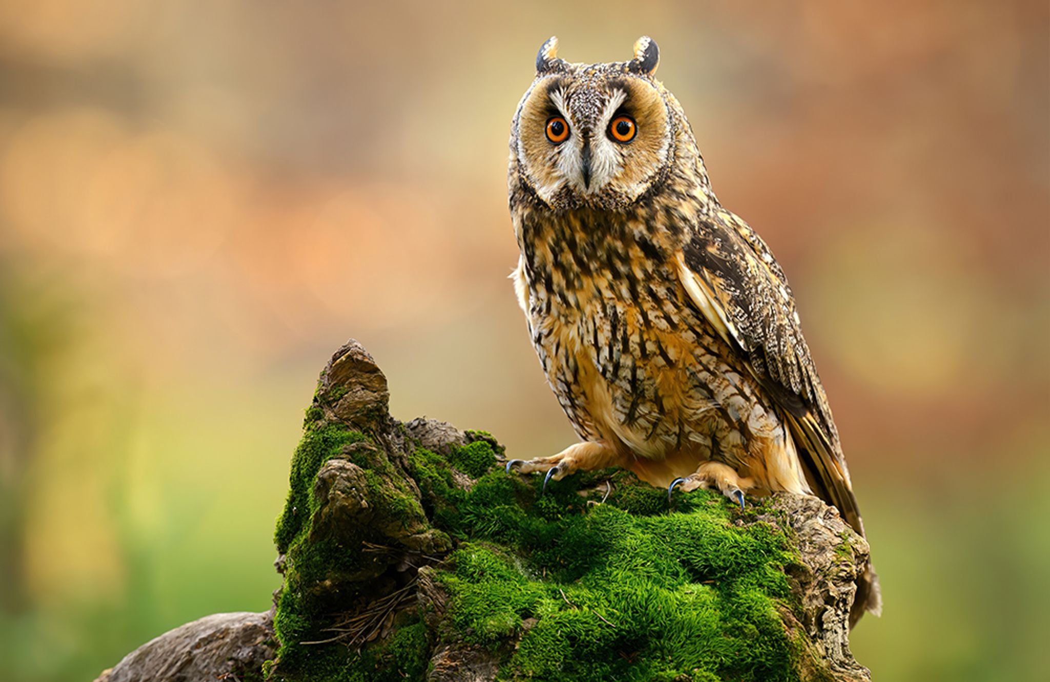 Un hibou moyen-duc (Asio otus) perché sur un tronc d'arbre recouvert de mousse.