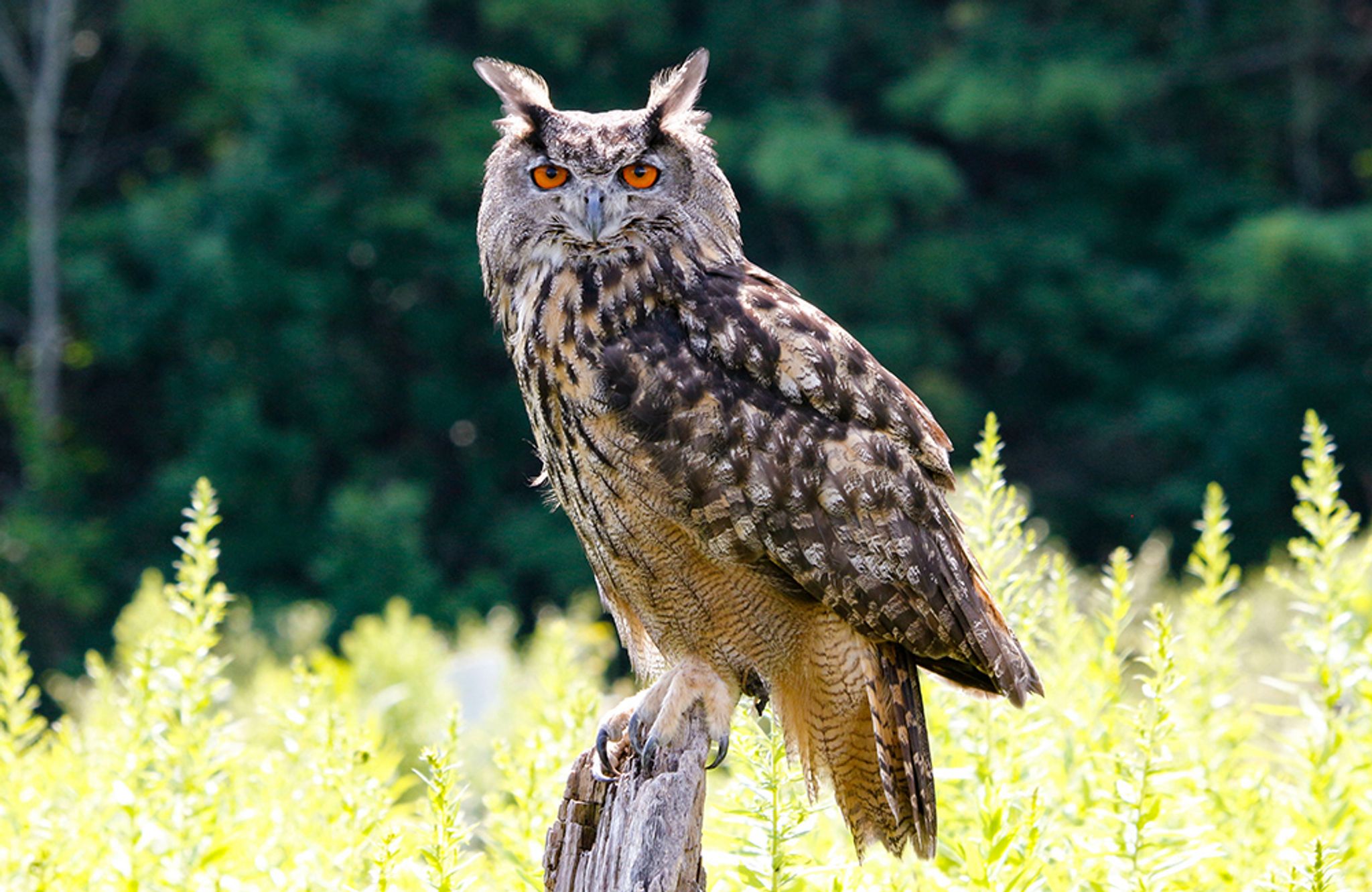 Un grand-duc d'Europe (Bubo bubo) à l'air sinistre dans un champ