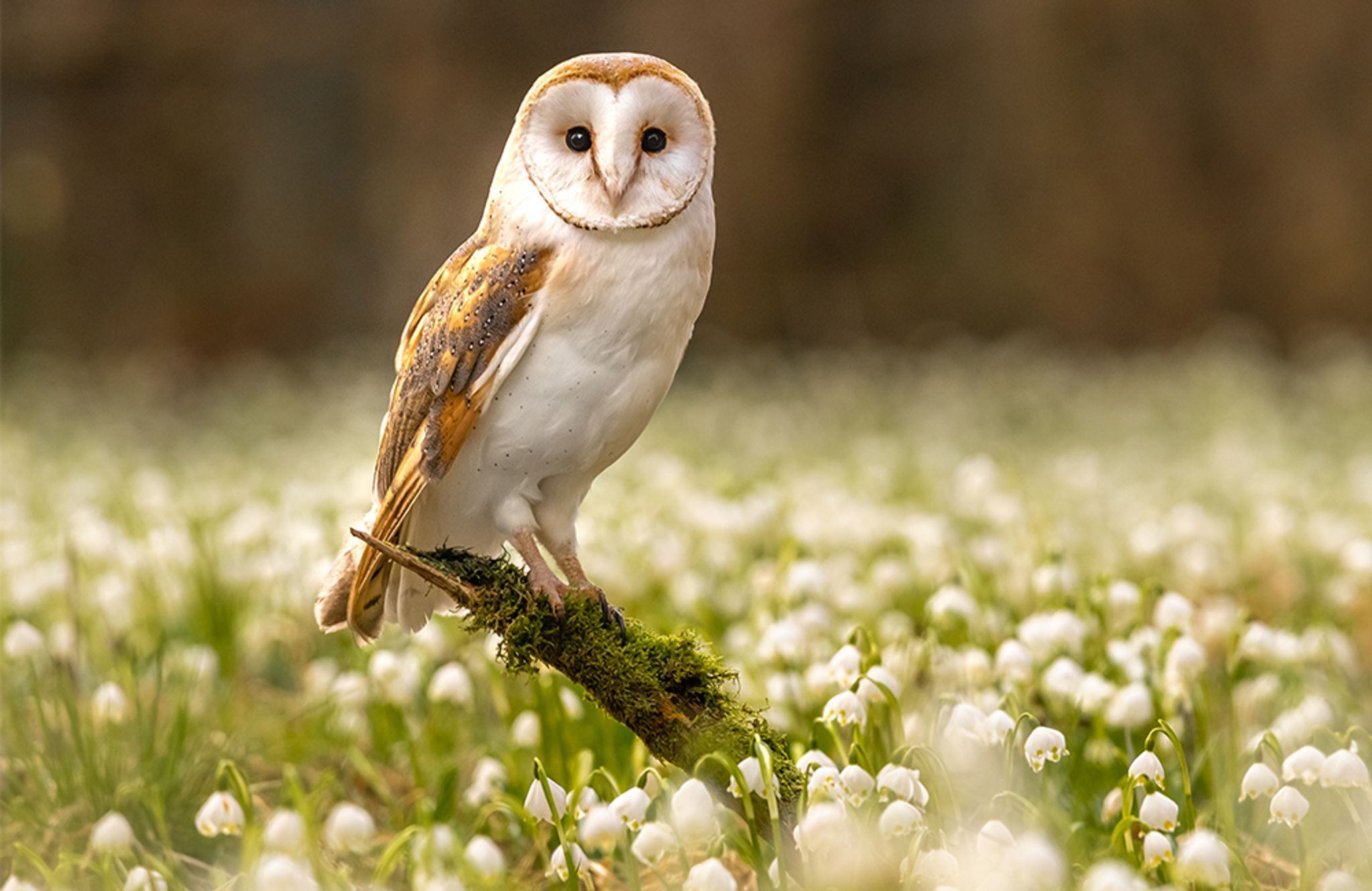 Une chouette effraie sauvage (Tyto alba) dans un champ fleuri