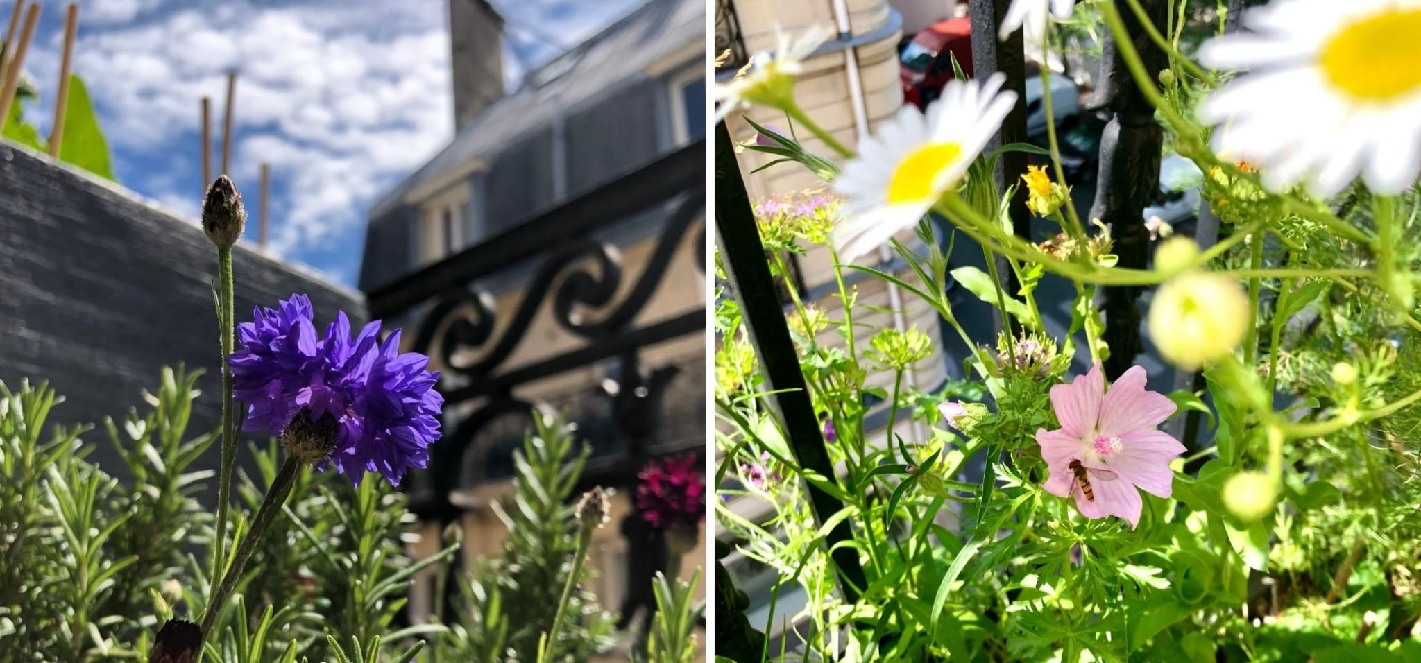 Mes balcons biodiv’ : planifier c’est gagner !