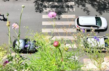 Balcons Paris Nature : 6 choses que j’ai apprises sur le terrain !