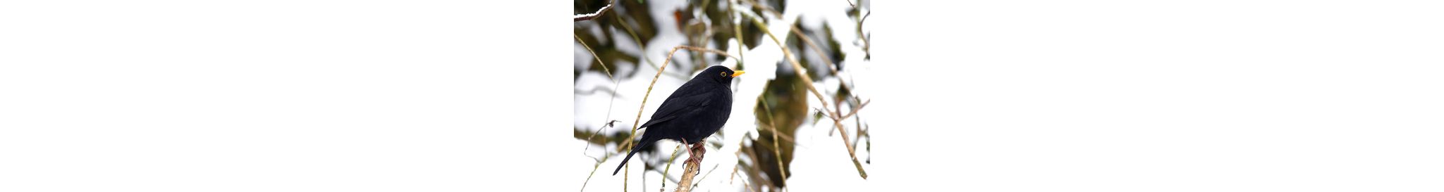 Amsel