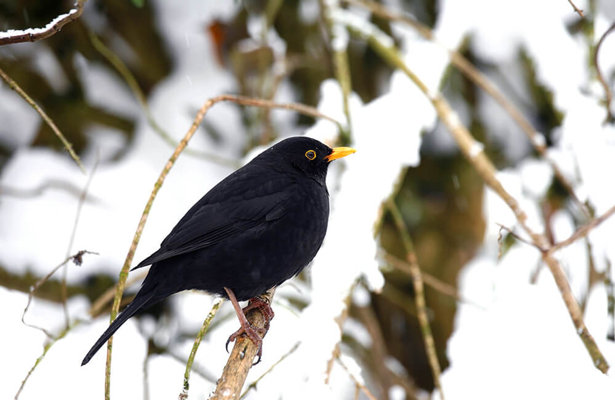 Amsel