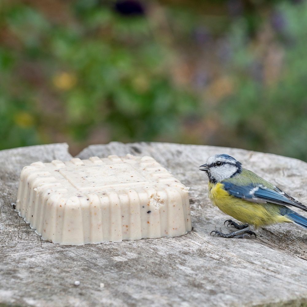 Peanut-cake-square-orig