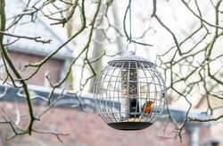 BF_bird_feeders