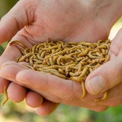 Food_slider_mealworms
