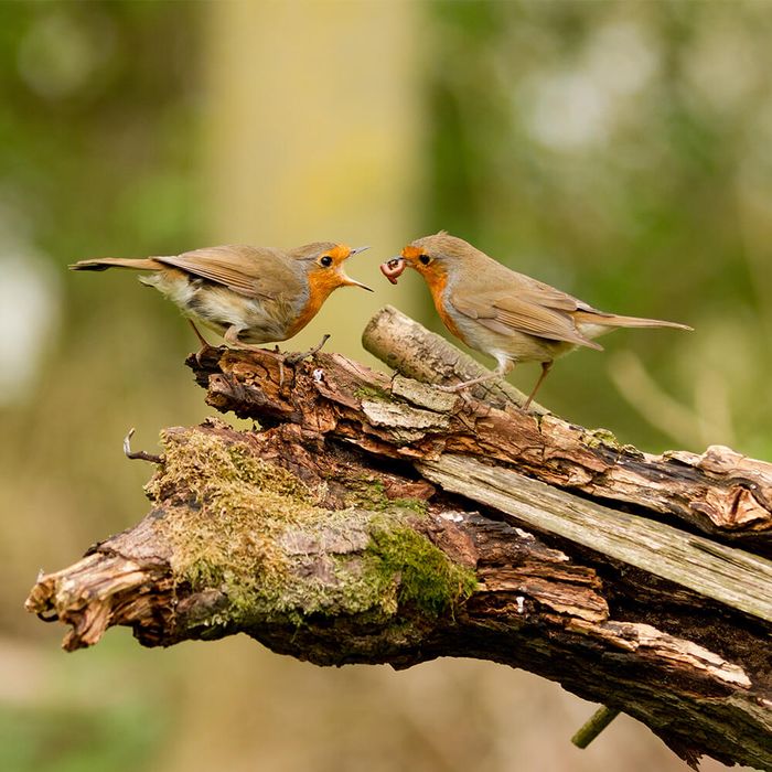Zwei Rotkehlchen auf einem Ast im Wald