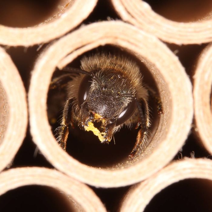 Biene schaut aus einem Insektenhotel