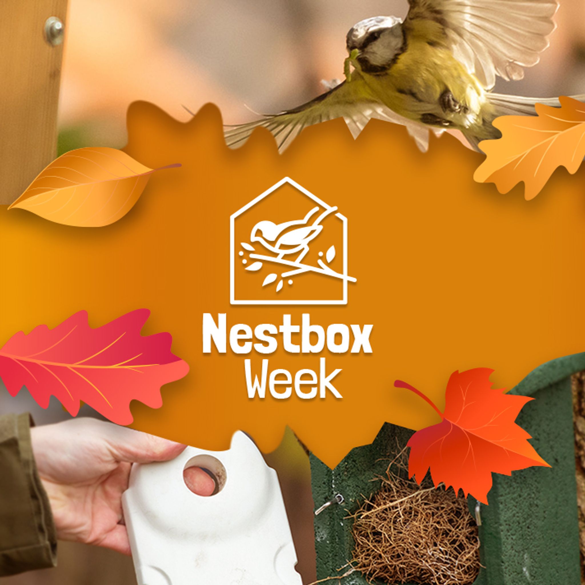 CJ_Nest_Box_Week_Mob