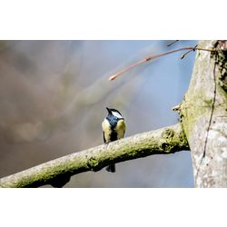 Great_Tit_JVG-5234