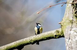 Great_Tit_JVG-5234