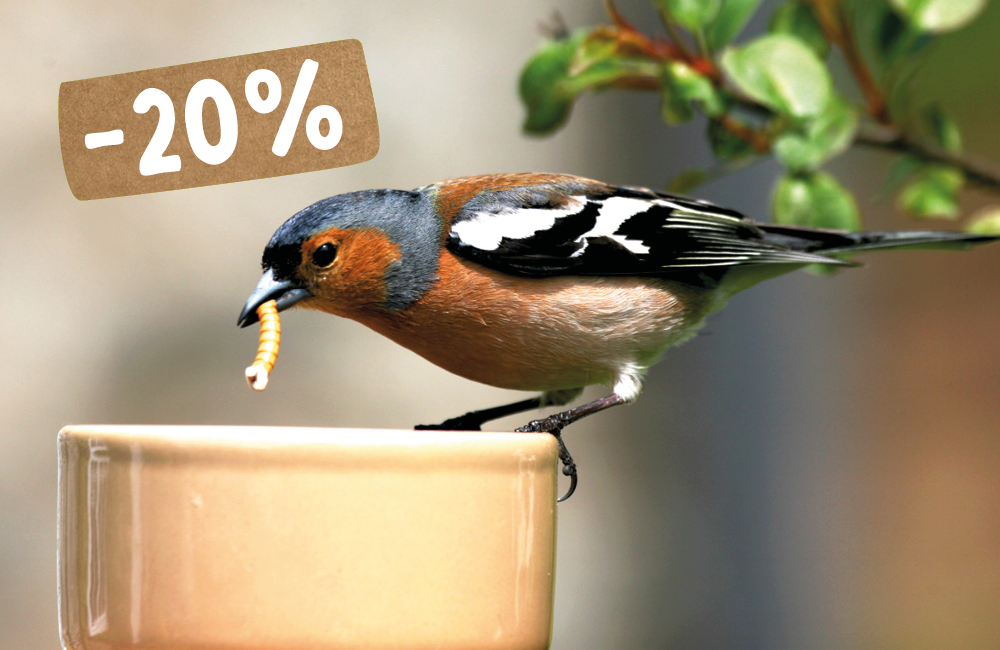 CD-2210_-_Pictures_with__1_20_