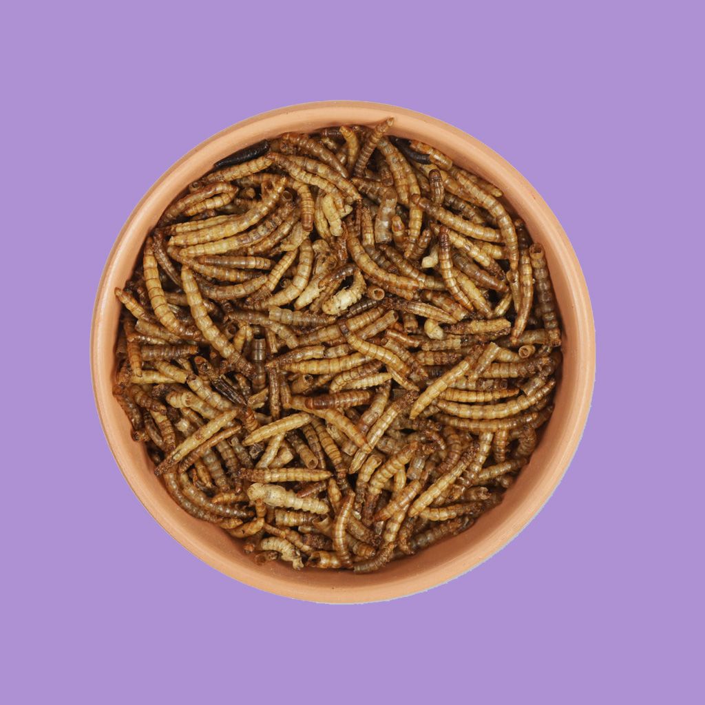 mealworms_p