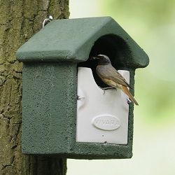 Nestbox_slider_redstart