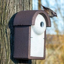 Nestbox_slider_starling