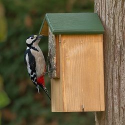 Nestbox_slider_woodpecker