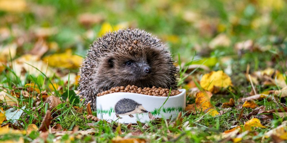 Hedgehog Awareness Week - 1