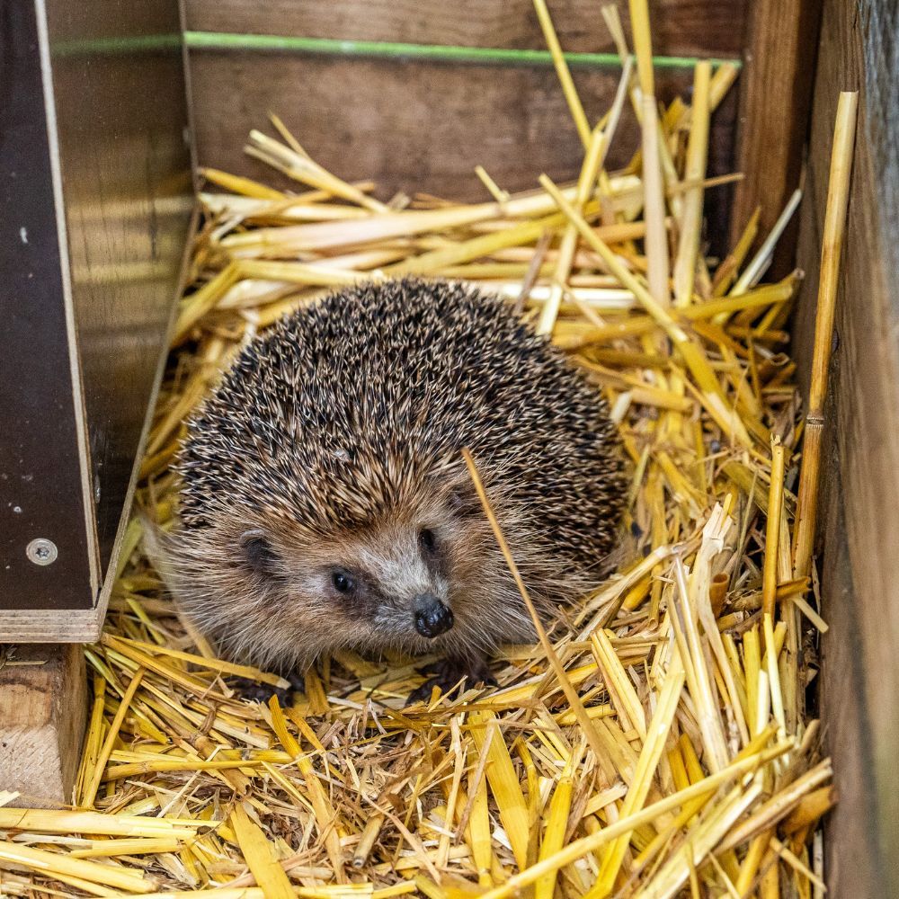 Hedgehog Awareness Week - 1