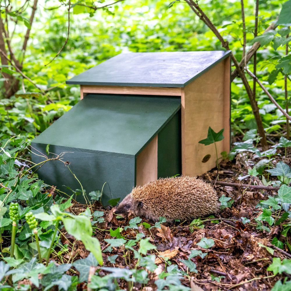 Hedgehog Awareness Week - 1